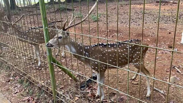 Deer in the parkin karawang Indonesia 04 agustus 2026