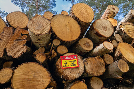 Exploitation foresti&egrave;re. Rondins de bois empil&eacute;s. Pancarte d'avertissement D&eacute;fense de monter, danger de chute. Pins sylvestre