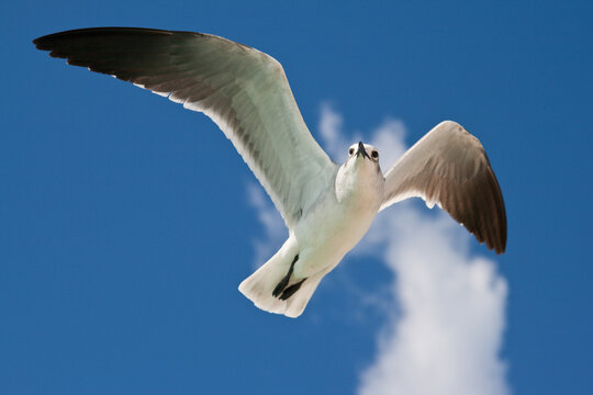 A seagull flying in the air
