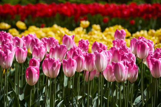 A blooming pink tulips flowerbed in Keukenhof flower garden, also known as the Garden of Europe, one of the world largest flower gardens and popular tourist attraction. Lisse, the Netherlands
