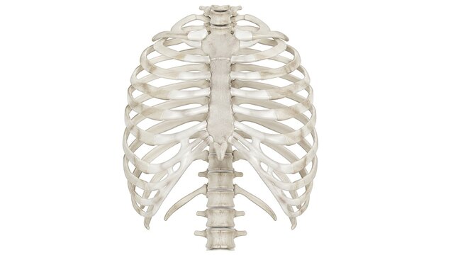 Human rib cage anatomy with thoracic spine sternum and skeletal structure medical illustration isolated on white background