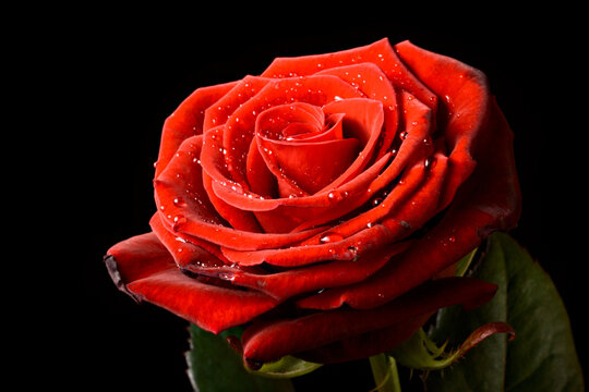 A red rose with water drops isolated on black background