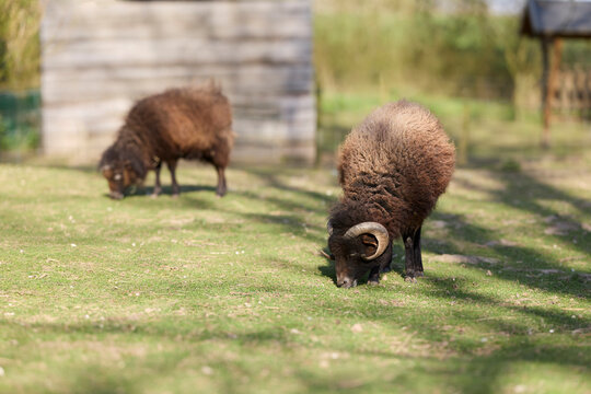 Two brown Ouessant sheep grazing peacefully on a sunny green pasture on a farm, with one ram featuring distinctive curved horns in the foreground.