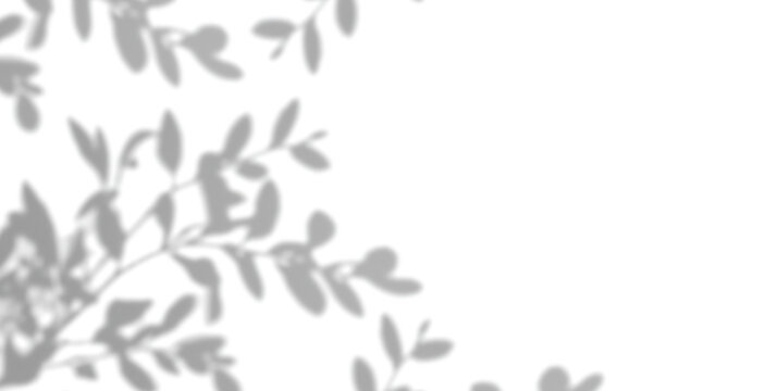 Eucalyptus Leaves Botanical Shadow Overlay PNG