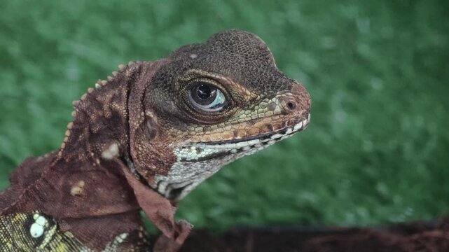 A Chinese water dragon (Physignathus cocincinus), a striking, tree-dwelling agamid lizard native to the lowland and highland rainforests of Southeast Asia.