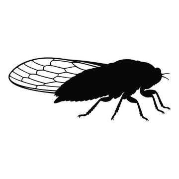 Cicada silhouette in a side profile view icon vector flat design.