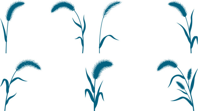 Pack of foxtail grass silhouettes showing fluffy seed heads on a transparent background