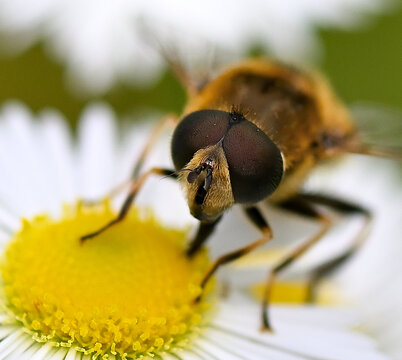 Bzyg (Syrphidae) na białym kwiecie &ndash; fotografia makro