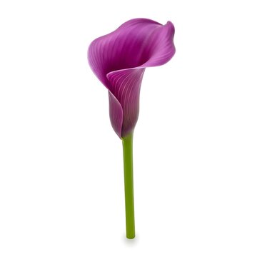 A single purple calla lily flower on a white background