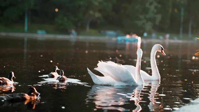 White swans and ducks swimming in lake water. Majestic birds gliding on tranquil pond at sunset. Wildlife in natural habitat. Graceful animals in calm park nature.