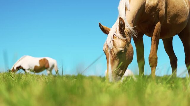 Palomino horse grazing on green meadow. Animal eating grass in rural landscape on sunny day. Livestock farming and pasture scenery in nature outdoor environment.