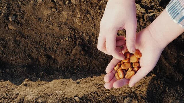 Close up video clip of female hands planting seeds in rich dark soil, preparing for a bountiful harvest season.