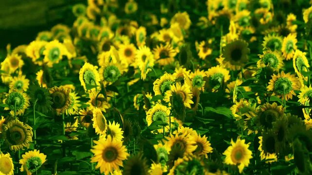 A field filled with sunflowers stands tall under the bright sun. The plants sway gently in the breeze. This scene captures a moment of natures beauty and growth.