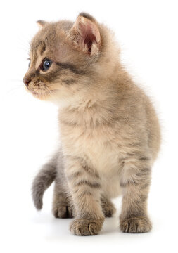 Small Grey Tabby Kitten Standing Profile Side View
