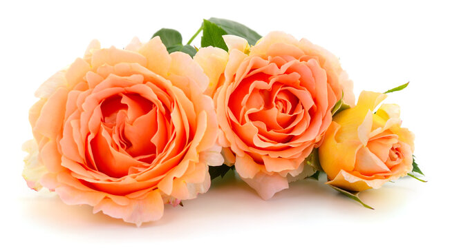 Peach Tea Roses with Green Leaves