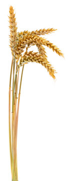 Ripe Golden Wheat Ears Bunch Vertical