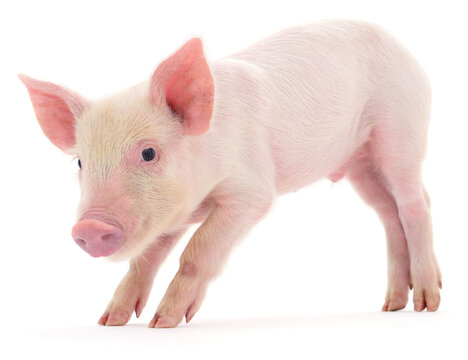 Small Pink Piglet Standing Side View