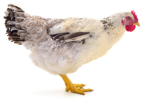 White Speckled Chicken Standing Side View