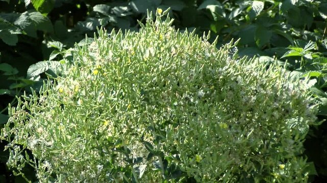 Eco Vegan Food Factory. Catnip. Catnip Farm. Orange and Green Mint. Vegetarian. Eco Food. Organic Food. Healthy Meal. Mint Herb