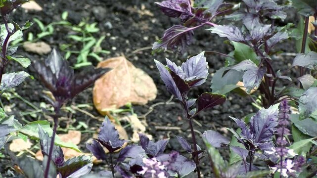Eco Vegan Food Factory. Catnip. Catnip Farm. Orange and Green Mint. Vegetarian. Eco Food. Organic Food. Healthy Meal. Mint Herb