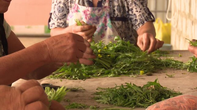 Eco Vegan Food Factory. Catnip. Catnip Farm. Orange and Green Mint. Vegetarian. Eco Food. Organic Food. Healthy Meal. Mint Herb