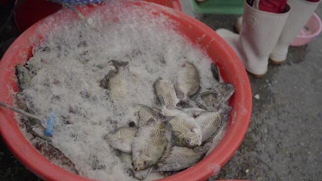 Close-up footage of freshly caught fish covered with aerated water in a seafood market, emphasizing freshness, seafood quality and the commercial fishing industry.