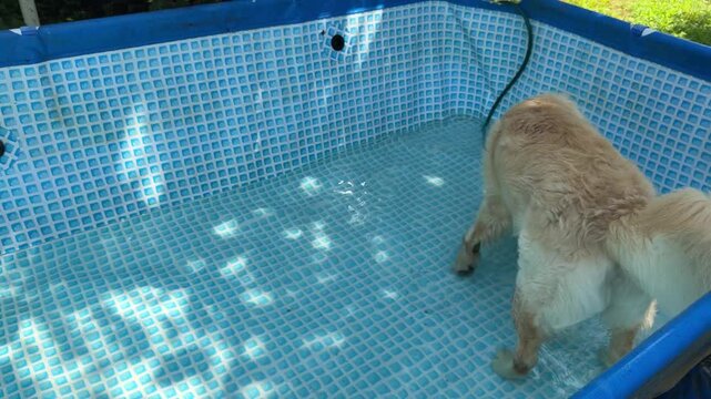 Golden Retriever playing in a pool of water.
