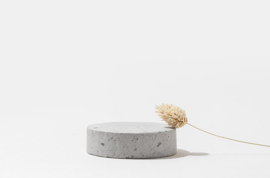 Single Large Concrete Cylinder Podium with Dried Lagurus Flower on Light Gray Background. Studio Photography.