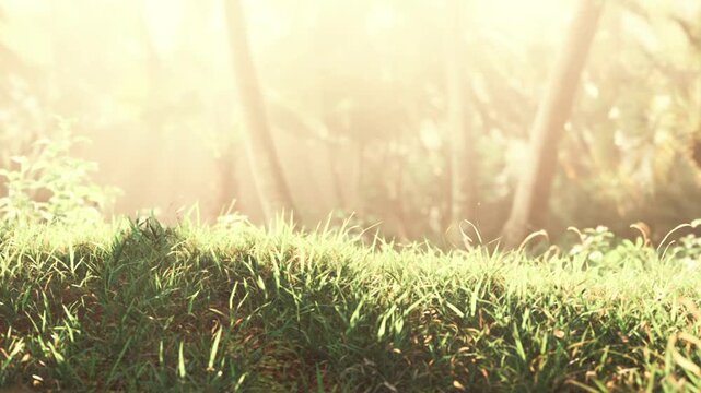 Sunlight filters through trees and casts a warm glow on green grass. This scene shows a natural setting filled with light and greenery. The environment appears vibrant and alive.