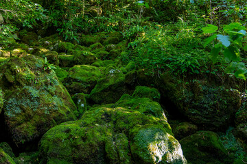 Obraz premium Beautiful square view a mossy forest with a lot of rocks and leaves. Samegrelo; Georgia