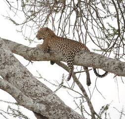 Leopard rating on a branch in an African safari © Miriam
