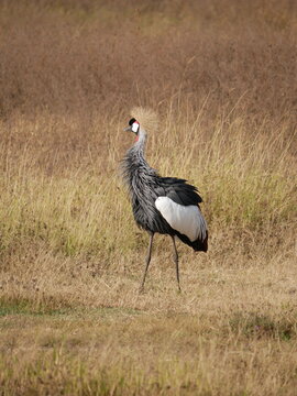 Crown crane bird with feather moving with the wind 