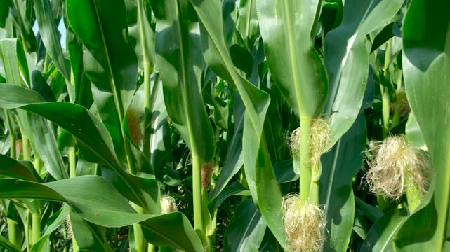 Tall green maize stalks with young corn cobs on an agricultural farm field.