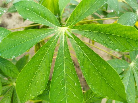 Natural Texture of Healthy Manihot Esculenta Leaf with Raindrops