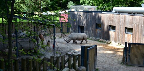 Two southern white rhinoceroses walk through a spacious modern zoo habitat surrounded by wooden buildings, rocks and trees on a sunny summer day. Wildlife conservation, endangered species. © Karolina