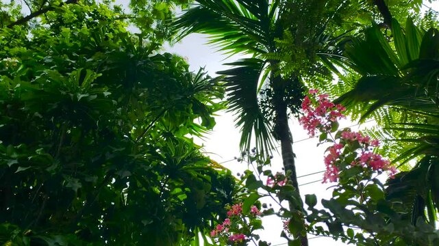 Low angle shot of betel nut palm tree with green leaves and pink flowers against bright sky