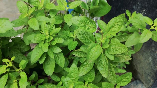 Close Up of Fresh Green Holy Basil Leaves in Daylight