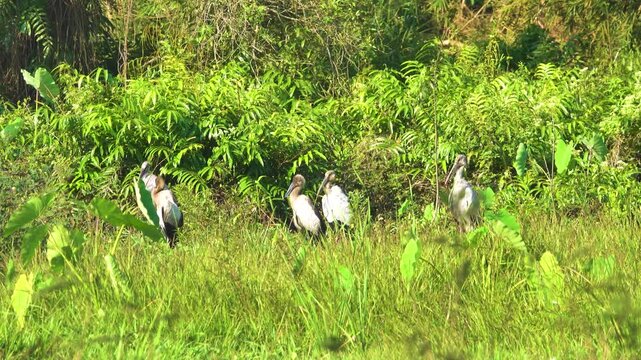 Asian open-billed stork (Anastomus oscitans) flock (brood with young) in forest meadow Thailand