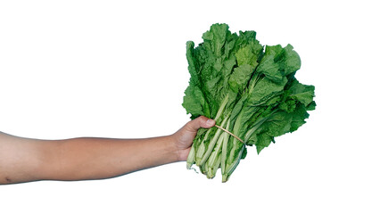 Hand holding a bunch of fresh mustard greens isolated on white background © Pediatric Visuals