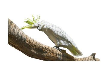 Umbrella cockatoo with raised white crest isolated on transparent background PNG © gunungkawi