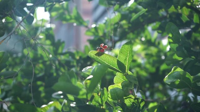 Red dragonfly resting on green leaf illuminated by warm sunlight in lush green garden forest