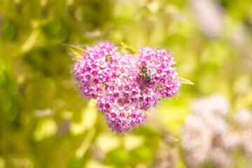 Obraz premium Honeybee on heart shaped pink flowers