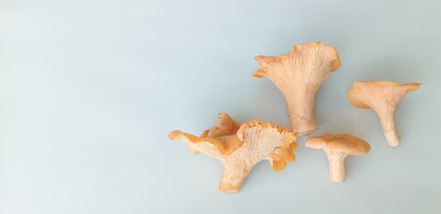 Fresh chanterelle mushrooms isolated on light blue background with copy space. concept of collecting forest gifts of nature. © IULIIA