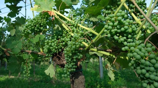 Unripe green wine grapes cluster on the vine during the growing season.