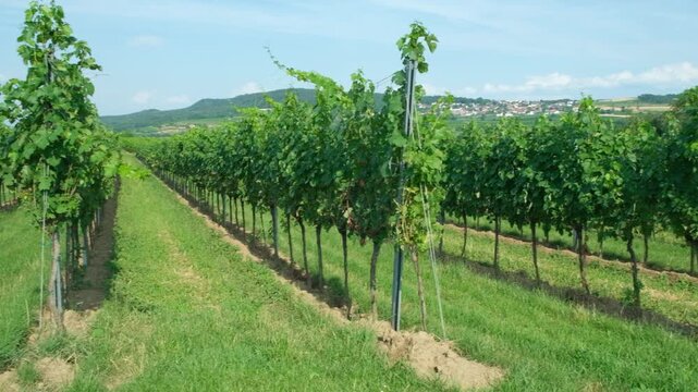 Lush green vineyard rows growing under a bright summer sky on a sunny day