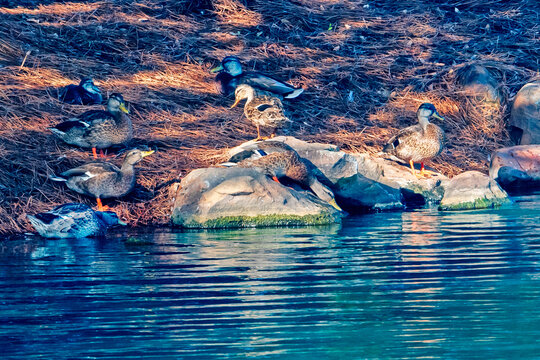Mallards Along a Rocky Shoreline
