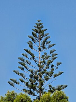 Symmetrical Norfolk Island pine tree top against clear blue sky