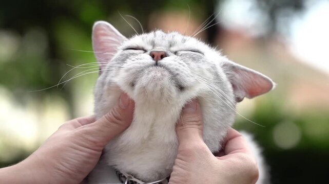 Close up of adorable silver shaded cat enjoying face massage with eyes closed.