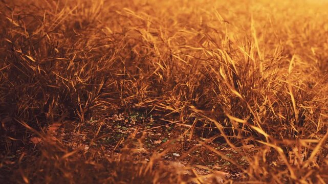 Tall grass fills the field as the sun sets. The warm light creates a golden hue across the landscape. The gentle breeze causes the grass to move softly, reflecting the days end.