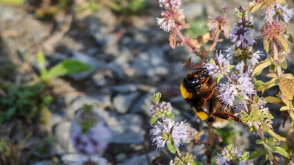 Large bumblebee gathering nectar from pink wildflowers in a meadow. © SunHome